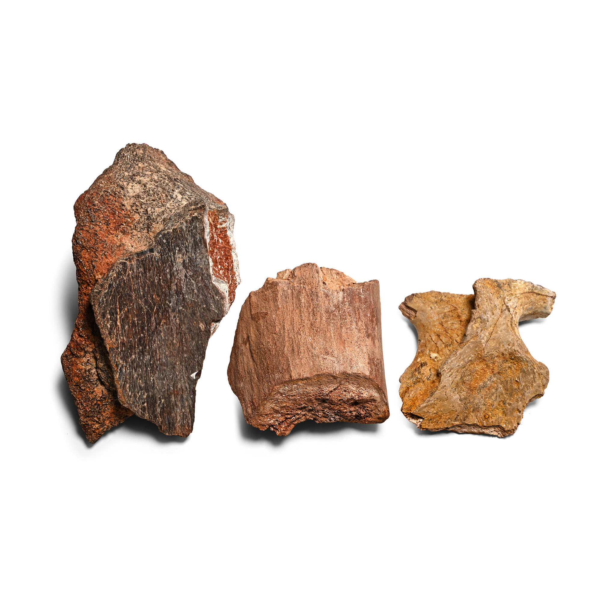 Spinosaurus Dinosaur Fossil Bone Fragment Group