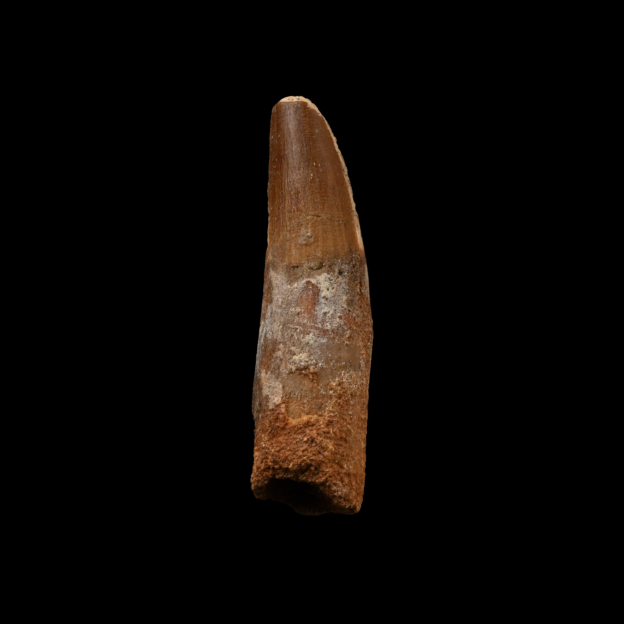 Spinosaurus Dinosaur Fossil Tooth