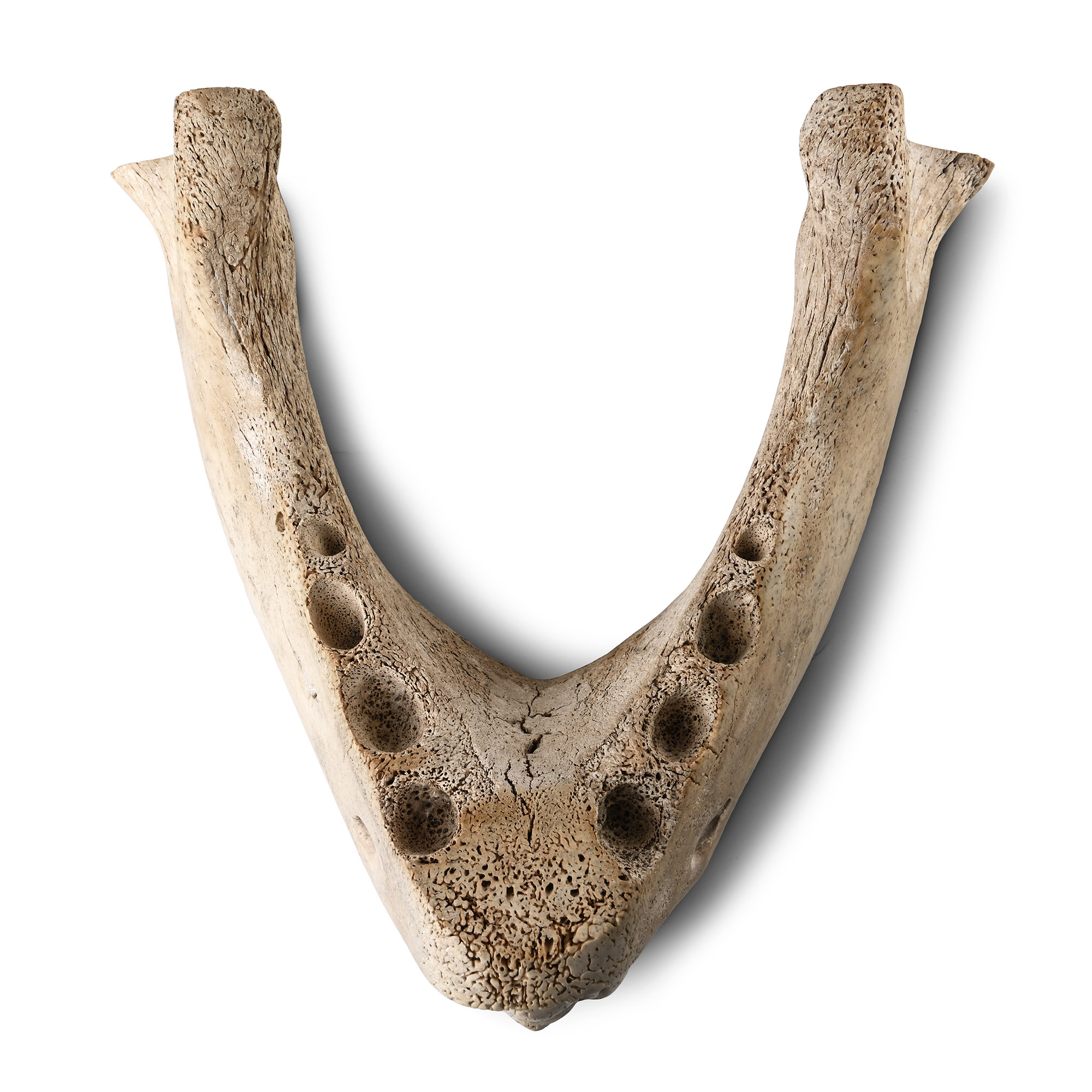 Native North American Inuit Carved Fossilized Jaw Cribbage Board