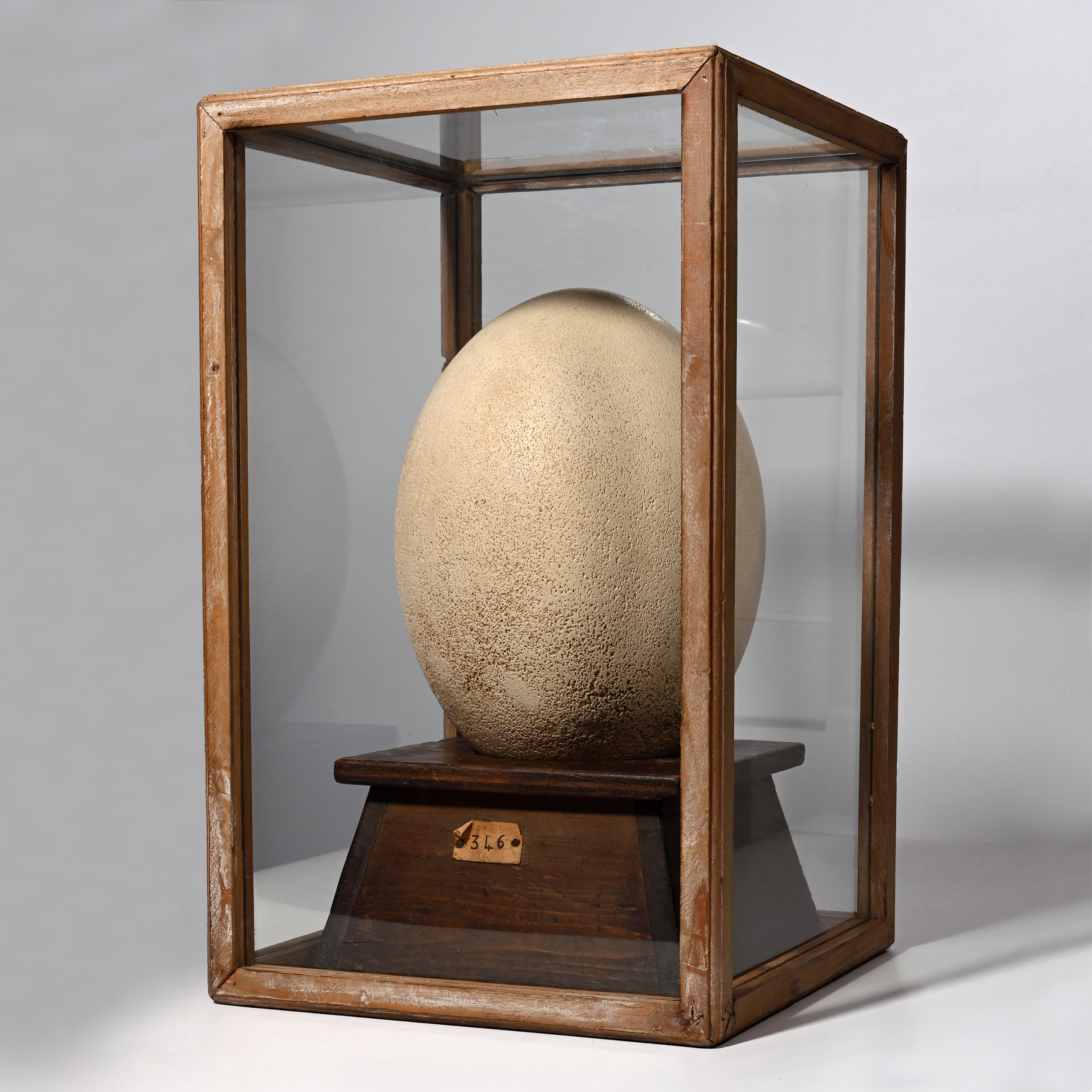 Intact Egg of the Aepyornis Maximus 'Elephant Bird'
