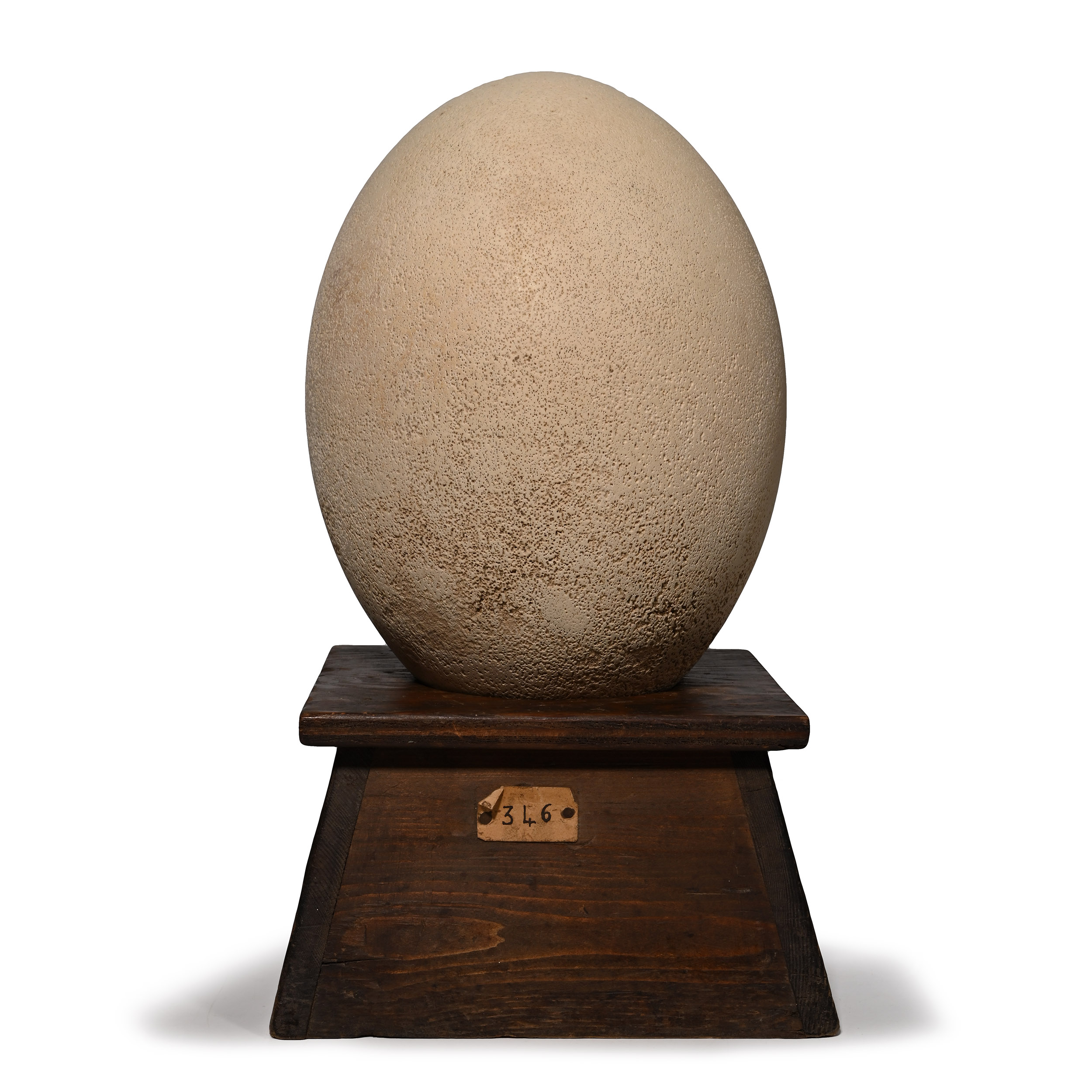Intact Egg of the Aepyornis Maximus 'Elephant Bird'