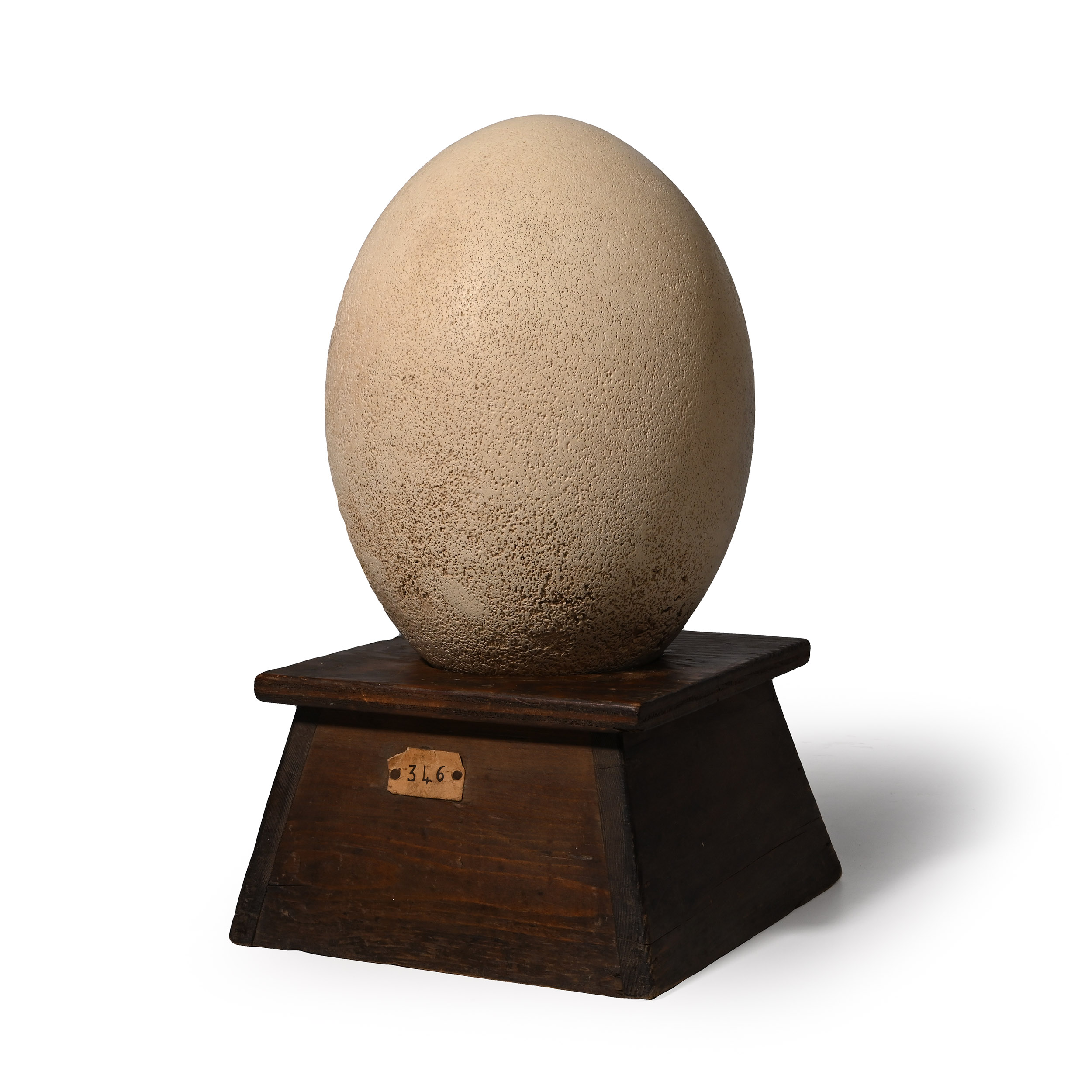 Intact Egg of the Aepyornis Maximus 'Elephant Bird'