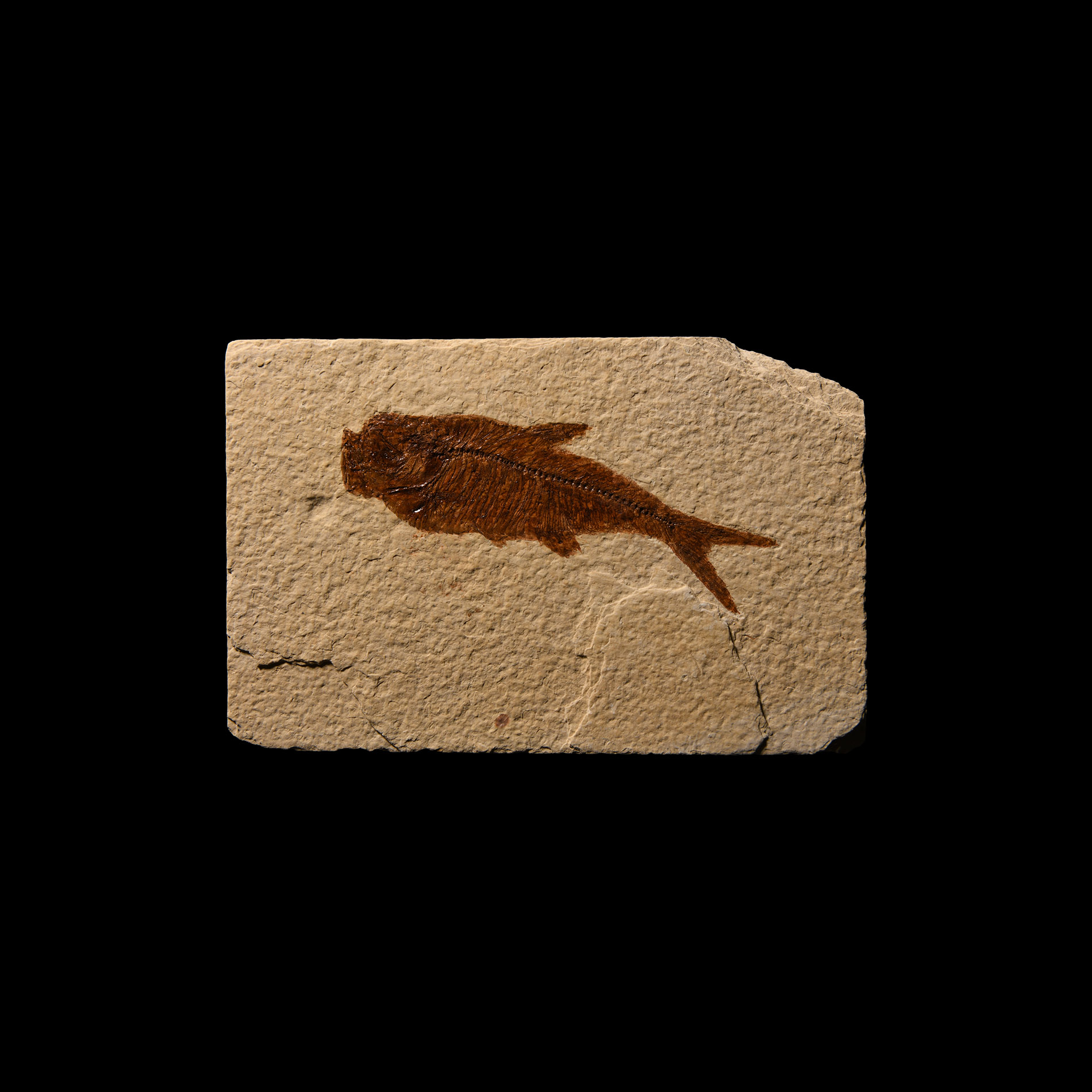Natural History - Fossil Diplomystus Fish