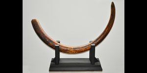 Geological Rare Mammoth Tusk