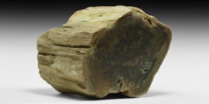 British Fossilised Wood Section