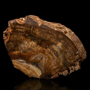 Cut and Polished Fossil Wood Display Specimen