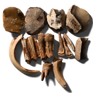 Collection of Stone Age Tools with Animal Teeth