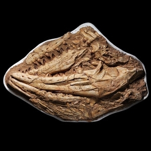 Enormous Fossil Mosasaur Marine Dinosaur Skull