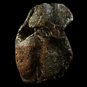 Woolly Rhinoceros Fossil Vertebra