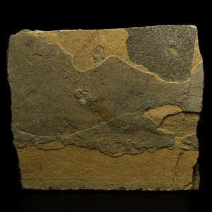 Natural History - Permian Branchiosaur Fossil Amphibian on Matrix