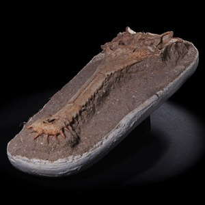 Natural History - Argochampsa Fossil Crocodile Skull