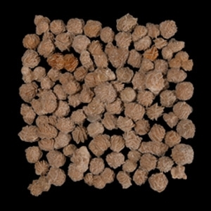 100 Gypsum Desert Rose Specimens
