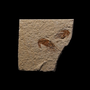 Natural History - Fossil Shrimps in Matrix