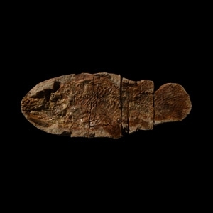 Natural History - Coelacanth Fossil Fish