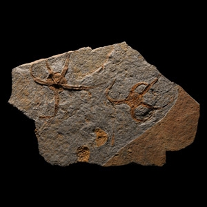 Natural History - Fossil Starfish in Matrix