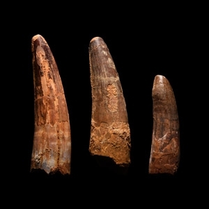 Natural History - Fossil Spinosaurus Dinosaur Tooth Group