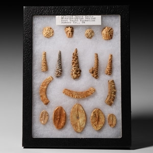 Natural History - Boxed Fossil Crinoid Display Collection