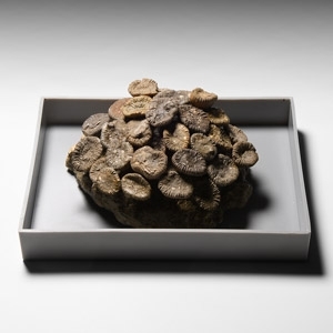 Trochocyathus Fossil Display