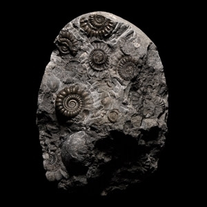 Natural History - Whitby Fossil Ammonites in Matrix