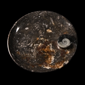 Natural History - Fossil Ammonite Carved Bowl