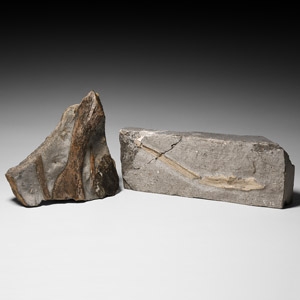 Natural History - Jurassic Coast Fossil Bone Group