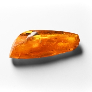 Natural History - Polished Amber with Insect