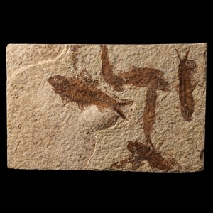 Natural History - Knightia Fossil Fish Group