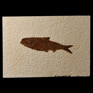 Natural History - Knightia Fossil Fish