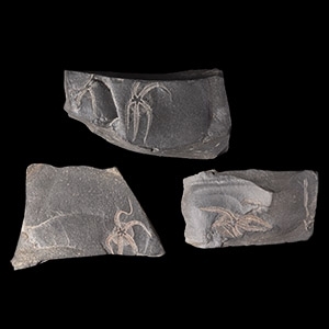 Natural History - Fossil Brittle Star Group