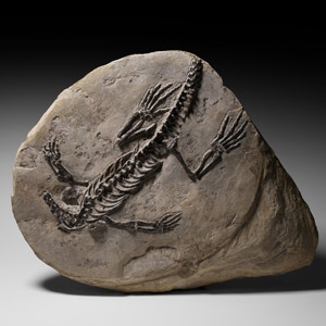 Natural History - Fossil Claudiosaurus Skeleton