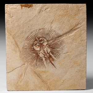 Natural History - Fossil Stingray in Matrix