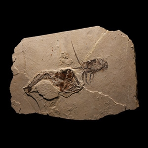 Natural History - Fossil Fish and Lobster in Matrix