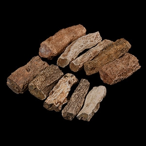 Natural History - Medium Uncut and Polished Fossilised Wood Branch Specimen Group