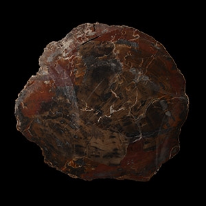 Natural History - Large Cut Fossilised Arizona Tree Slice