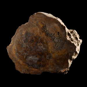 Natural History - Large Cut Fossilised Arizona Tree Section