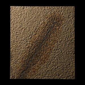 Natural History - Large Mocha Dendritic Agate Mineral Plant Picture Stone