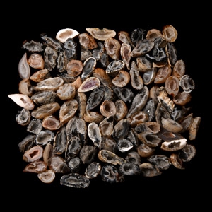 Natural History - Cut and Polished Mini Crystal Geode Halves