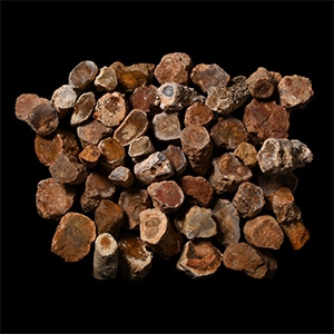 Natural History - Fossil Tree Branch Section Group