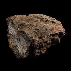 Natural History - Large Fossil Tree Trunk Section