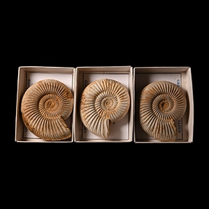 Natural History - Fossil Perisphinctes Ammonite Group