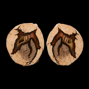 Natural History - Australian Agate Creek Cut and Polished Thunder Egg Pair