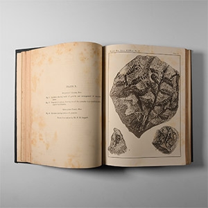 Natural History Books - Dept of Mines and Agriculture - Records of the Geological Survey of NSW  (volumes V(parts I-IV) and VI(parts I-IV)
