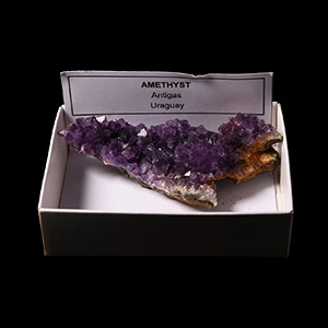 Natural History - Amethyst Crystal Specimen