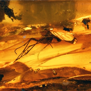 Natural History - Polished Baltic Amber with Large Diptera Fly