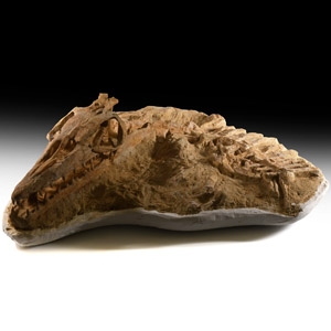 Natural History - Three-Dimensional Mosasaur Skull with Vertebrae