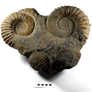 Natural History - Large Triple Agadir Ammonite Display