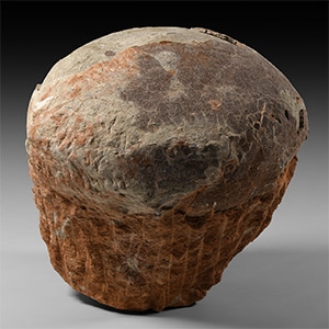 Natural History - Hadrosaur Dinosaur Egg