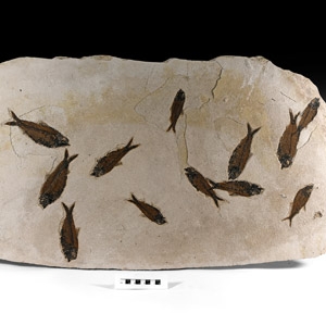 Natural History - Very Large Multi Fish Fossil Plate