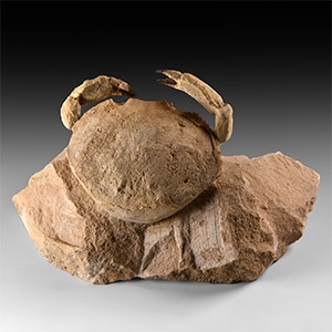 Natural History - Fossil Crab