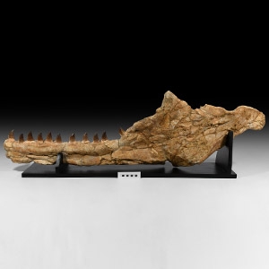 Natural History - Large Mosasaur Fossil Jaw on Stand